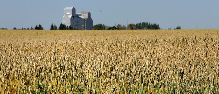 Watch McMillan's Markets for the most important crop and livestock market information of the week. | Robin Booker photo.