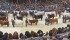Farmfair champion takes another top prize
