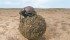 Some species of dung beetles are known as “rollers.” This stock image shows the insect’s tenacity and skill.
Inset below: There are a dozen different species of dung beetles on prairie pastures. | File photo