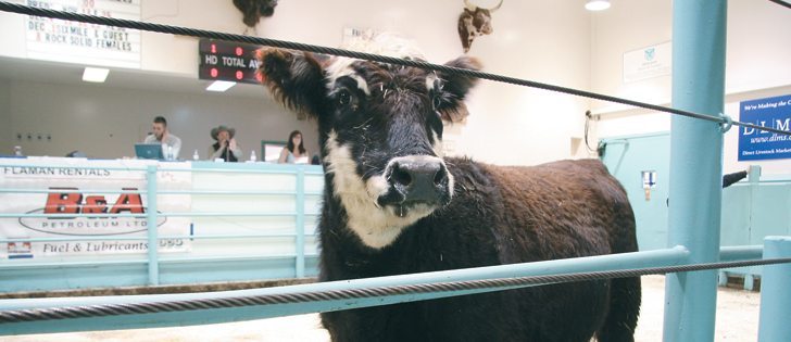 This bred heifer donated by Bircham Ranch of Piapot, Sask., brought $10,500 at auction to raise money for the Arnal Boys Memorial Bursary. Two other heifers also sold to bring the combined total for the fundraiser to $35,500.  |  Karen Briere photo