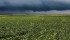 Informa Economics advises farmers to lock in 2015 prices for a portion of next year’s crop. | File photo