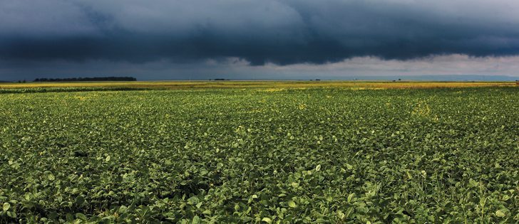 Informa Economics advises farmers to lock in 2015 prices for a portion of next year’s crop.  |  File photo