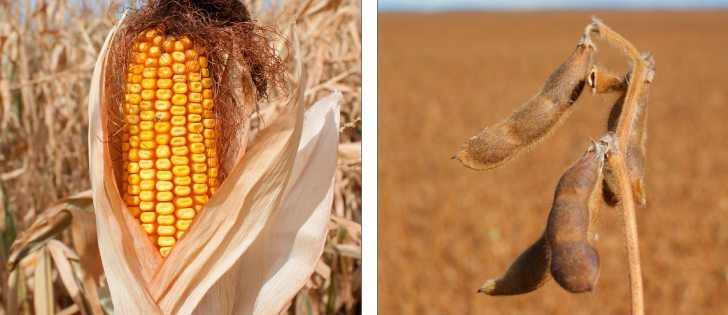 DTN analyst Darin Newsom believes prices for old crop corn will peak in December.  |  File photo