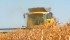 Growers with yellow peas in the bin could see them hit $8 per bushel and even higher if China increases pea imports to use as feed. | File photo