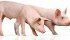 ATD’s manure treatment system can reduce water consumption at hog barns by up to 80 percent. | File photo