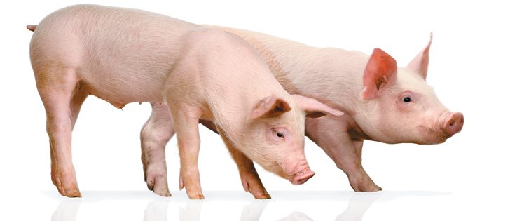 ATD’s manure treatment system can reduce water consumption at hog barns by up to 80 percent. | File photo