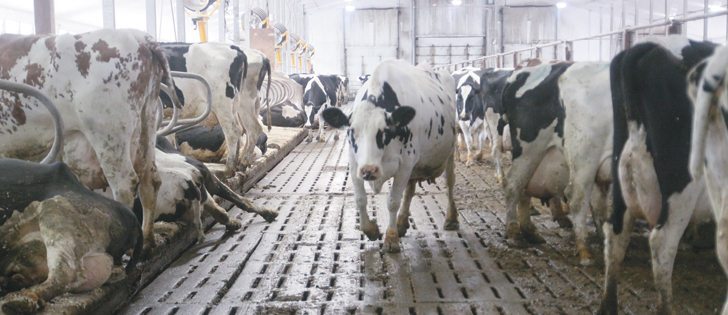 Adrien Breault took over his parents’ dairy farm in 1976 and over the years has continued to improve the cows’ dairy rations. He is transferring the 410 dairy milking operation to the next generation.  |  Mary MacArthur photo
