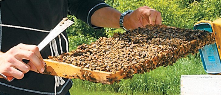 The number of beekeepers in Canada has increased 18 percent since 2010. | File photo
