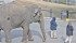 Lucy the elephant goes for a walk with her handlers at Edmonton’s Valley Zoo. | Mary MacArthur photo