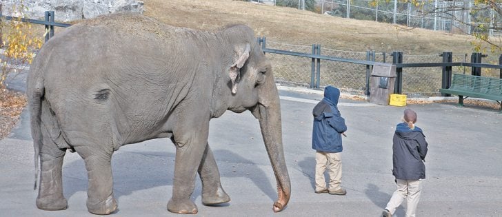 Lucy the elephant goes for a walk with her handlers at Edmonton’s Valley Zoo. |  Mary MacArthur photo