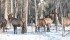 Ninety-five elk roam the 80-acre Shooting Star Ranch near Edmonton. Owners Christine and Barry Harrison have experienced booms and busts in the industry. They process elk velvet into velvet capsules for the pharmaceutical market and sell elk meat and jerky and antler products at area farmers markets. | Mary MacArthur photo