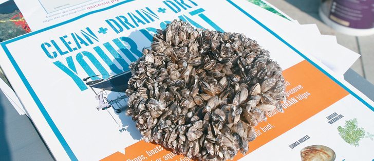 Zebra mussels can plug irrigation networks by gluing themselves to infrastructure. Manitoba conducted 2,819 water craft inspections by the end of October and 136 boats were decontaminated.  |  File photo