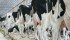 “When you look at trade negotiations, it’s not all black and it’s not all white,” said Yves Leduc, director of international trade at Dairy Farmers of Canada, in defense of supply management. | File photo