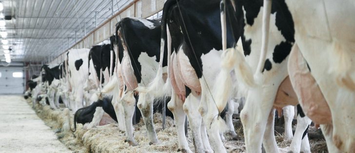 “When you look at trade negotiations, it’s not all black and it’s not all white,” said Yves Leduc, director of international trade at Dairy Farmers of Canada, in defense of supply management.  |  File photo