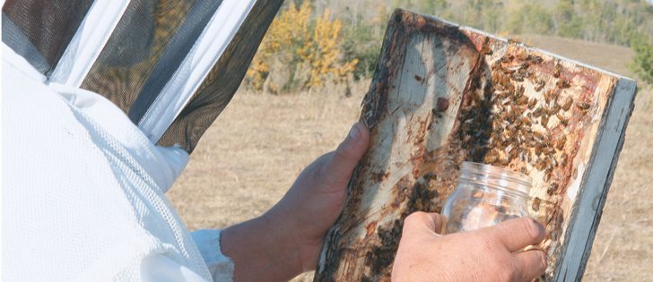 Due to concerns about bee health in Ontario, new regulations will make it more difficult for farmers to use neonicotinoid seed treatments beginning in 2016.  |  File photo