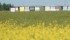 Pressure from environmental groups contributed to the Ontario government’s decision to increase regulation of neonicotinoid seed treatments. | File photo