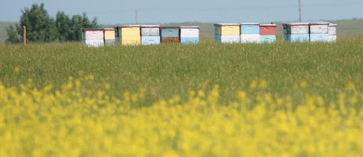 Pressure from environmental groups contributed to the Ontario government’s decision to increase regulation of neonicotinoid seed treatments.  |  File photo