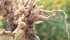 Under Alberta’s Agricultural Pests Act, a field found to have clubroot is placed under restricted access and strict cleaning protocols must be used when leaving the field. | File photo
