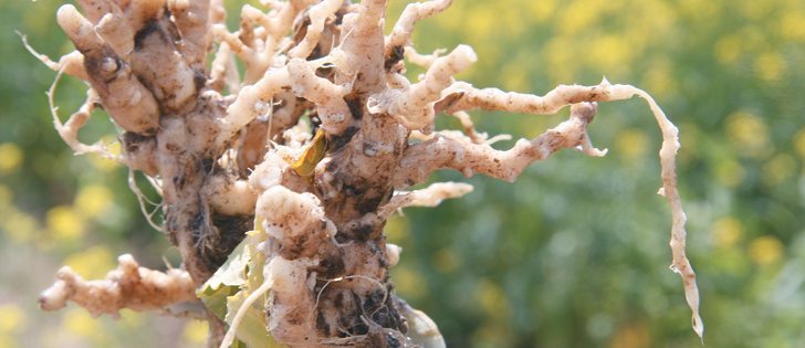 Under Alberta’s Agricultural Pests Act, a field found to have clubroot is placed under restricted access and strict cleaning protocols must be used when leaving the field.  |  File photo