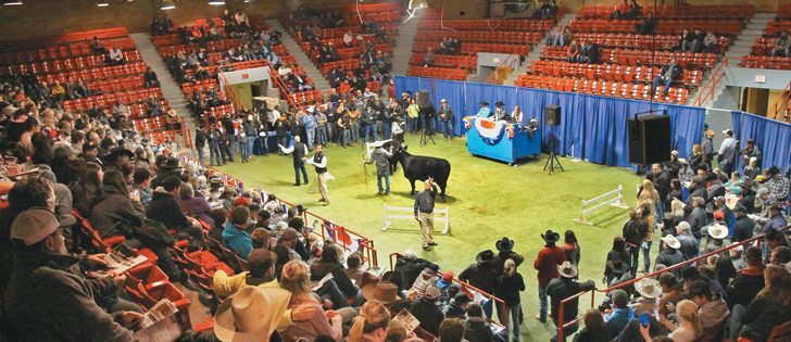 The Angus sale at Agribition brought out bids of up to $62,000 for a Black Angus bull and more than $21,000 for some females.  |  Michael Raine photo