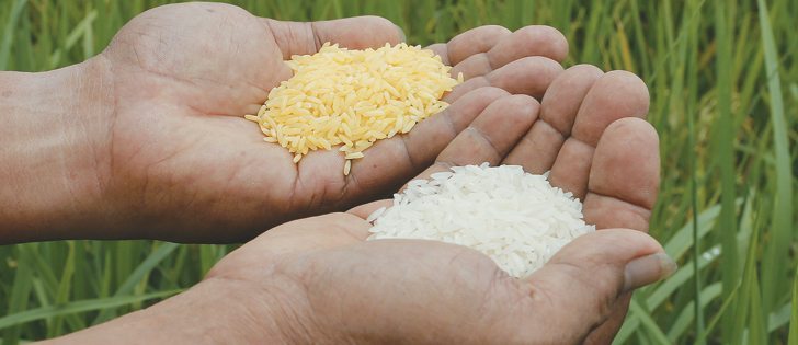 Instead of making rice more nutritious, it would be better to encourage diversification into fruits and vegetables.  | Mike Raine photo