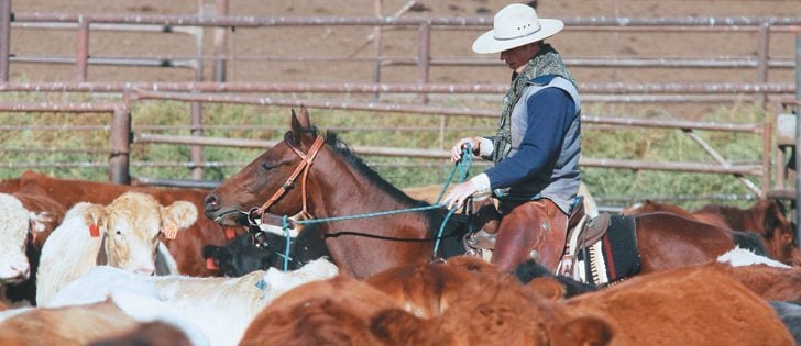 High cattle prices have prompted producers to seek more flexibility in their financing arrangements.  |  File photo