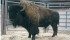 The grand champion bison, a two-year-old bull from Silver Creek Bison of Binscarth, Man., sold to Bison Spirit Ranch for $10,000 in the sale held during Canadian Western Agribition. | Karen Briere photo