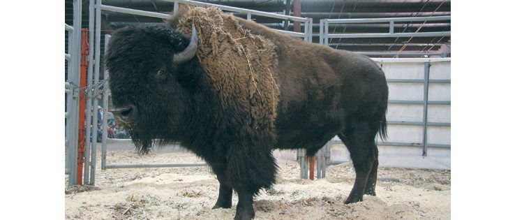The grand champion bison, a two-year-old bull from Silver Creek Bison of Binscarth, Man., sold to Bison Spirit Ranch for $10,000 in the sale held during Canadian Western Agribition.  |  Karen Briere photo