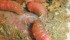 Bot fly larvae migrate around the mouth before attaching to the stomach, however most horse worms live in the large bowel. | Jamie Rothenburger photo