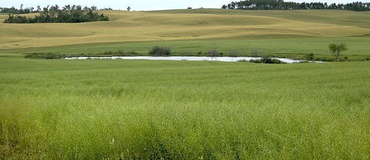To have your tweets included in the twitter widget below, include @CdnAg in your tweets. 

Do you think Canada’s crop regulations place Canadian farmers at a disadvantage? | Robin Booker photo