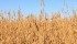 Watch Canada’s ag. markets updates for the most important crop and livestock market information of the week. | Robin Booker, photo