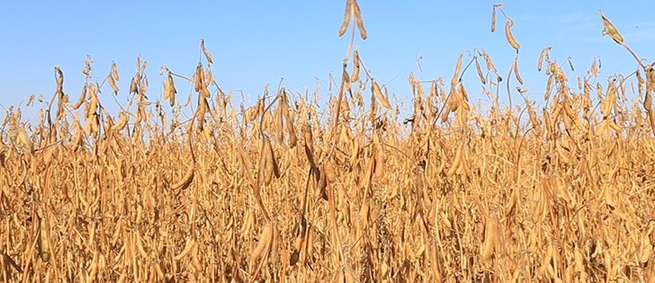 Watch Canada’s ag. markets updates for the most important crop and livestock market information of the week. | Robin Booker, photo