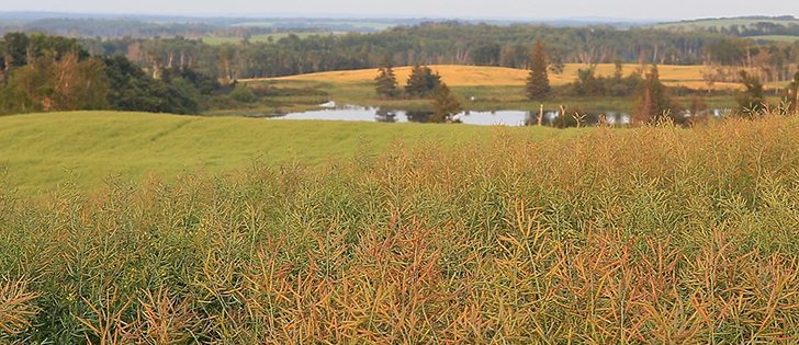 Watch Canada’s ag. markets updates for the most important crop and livestock market information of the week. | Robin Booker, photo