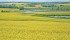 The U.S. is the biggest market for Canadian canola products, buying $3.5 billion worth of oil and meal annually. | Robin Booker, photo
