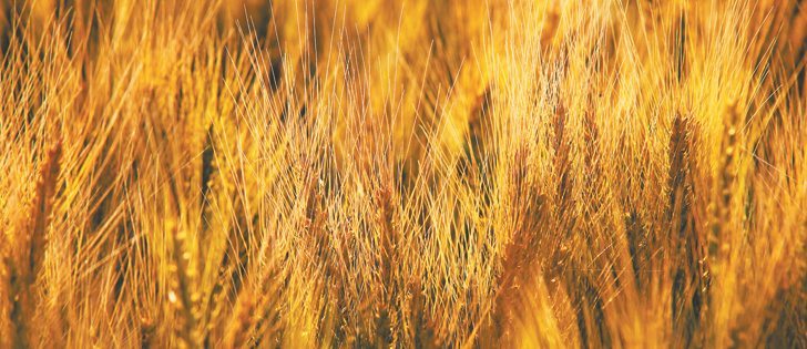 U.S. farmers planted less winter wheat than expected, but it didn’t lift wheat futures. | File photo