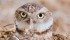 Burrowing owls are an example of a species at risk that farmers take efforts to protect. | File photo