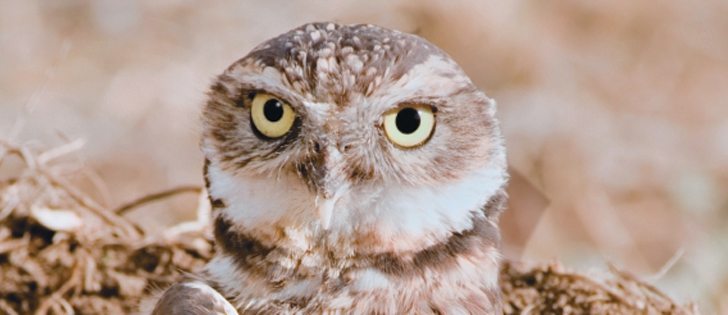 Burrowing owls are an example of a species at risk that farmers take efforts to protect.  |  File photo