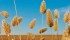Canaryseed growers aren’t eligible for producer payment security protection through the Canadian Grain Commission because of the crop’s unregulated status. | file photo