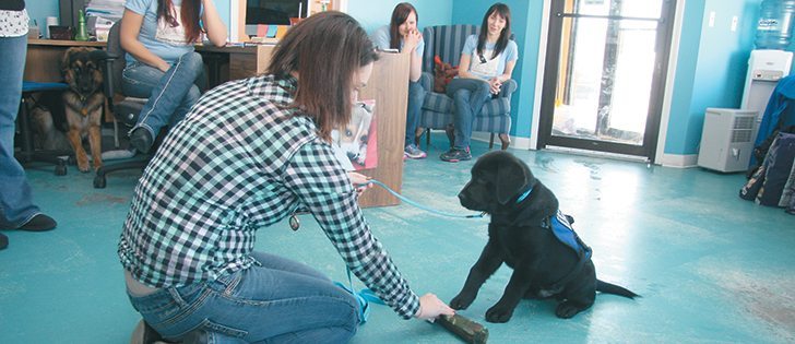 Amanda Gardner teaches basic commands to Andy, an English labrador, one of the dogs being trained through Pawsitive Independence.  |  Karen Morrison photos