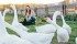 Sabrina inspects the geese on her farm. | Christalee Froese photo