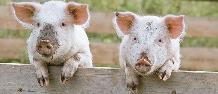 Hogs like these ones can soon learn to adjust to the great outdoors.  |  file photo
