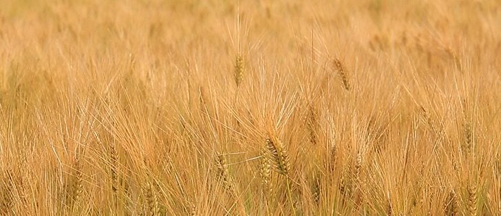 Watch Canada’s ag. markets updates for the most important crop and livestock market information of the week. | Robin Booker, photo