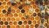 Neonicotinoids are seen by many as a threat to Canada’s honeybee populations. | File photo