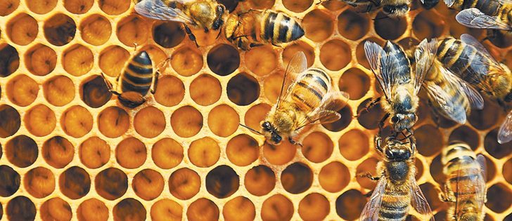 Neonicotinoids are seen by many as a threat to Canada’s honeybee populations.  |  File photo