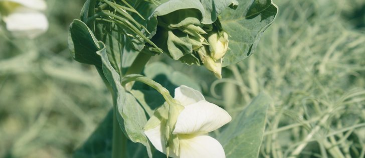 Canterra Seeds will sell CDC field pea varieties in the United States through its American affiliate, Meridian Seeds.  |  File photo