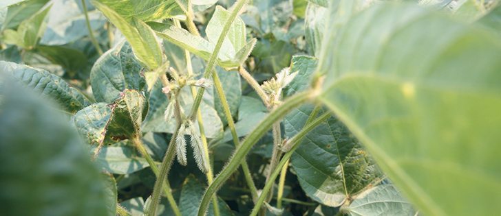 U.S. soybean stocks were up 2.154 billion bushels in December from a year ago, according to the U.S. Department of Agriculture, following a record harvest by American farmers. |  file photo
