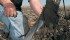The optimal depth when banding urea is three inches, says agronomist Rigas Karamanos. | File photo