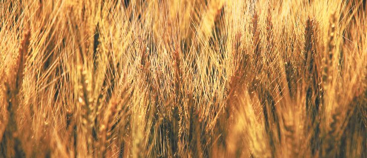 On-farm trials can provide information to help farmers adjust fungicide or fertilizer application rates.  |  File photo