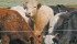 Mob grazing increases organic matter, which increases soil quality and water holding capabilities. | File photo