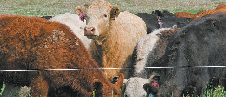 Mob grazing increases organic matter, which increases soil quality and water holding capabilities.  |  File photo